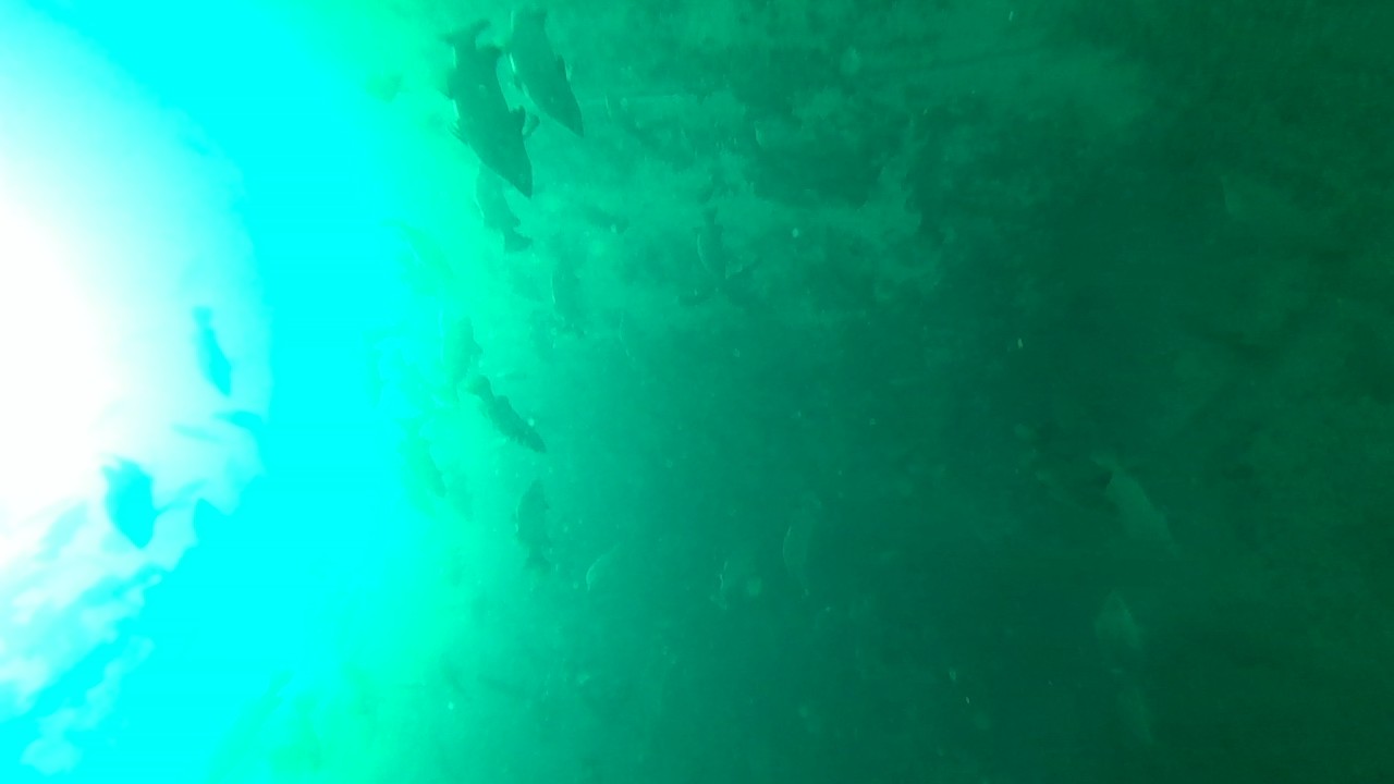 Raw underwater footage with many fish